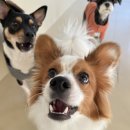 슈퍼해피독 이미지