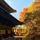 *****제주 단풍-억새*****22년 10월28일(금/22시)-10월30일(일/24시)/2박3일 이미지