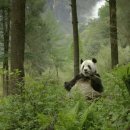 판다 이미지
