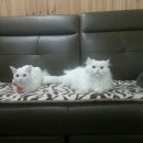 이쁜냥이 이미지