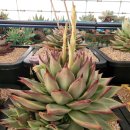 구떼 - 구미시 인동32길 43-1 | 구떼