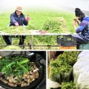 영포농장 | 원동 청정미나리축제에서 인생 첫 미나리 삼겹살 먹고온 후기(미나리삼겹살 1번집)