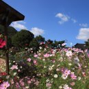 호수정감 이미지