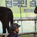 퀸즈승마장 이미지