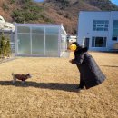 연희재 애견펜션 이미지