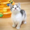 뽀시래기 이미지