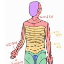 척추신경분절과 피부관할영역 이미지