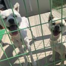 행복하개 희희멍멍 이미지