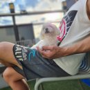 홈즈펫타운 이미지