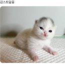 케이크퍼스 이미지