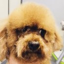 그루머웅 이미지