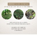 한국명품산삼 이미지