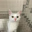 네모네모 이미지