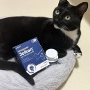 유민헬스케어 세브란스점 | 고양이 슬개골 탈구 관리 방법