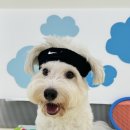 헬로우버디 광교점 이미지