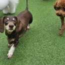 소소하개 이미지