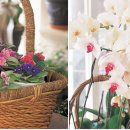 크로비스 이미지