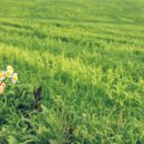 들녘목장 이미지