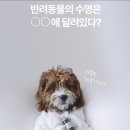 뚱강아지 이미지