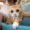 목욕하는고양이 이미지