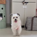 버들하우스