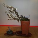 분재전시회 이미지