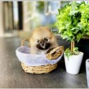 부천강아지분양 고양이분양 24시 데려가개 부천점 이미지