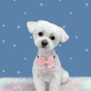 하얀이언니네 이미지