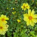 롯데골드부동산중개 이미지