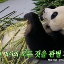 1월6일 전지적 참견시점 대나무 직접 먹어보며 엄중히 선별하는 푸 공주님의 식사 ＂잘 먹는 푸바오 기특해요!＂ 영상 이미지