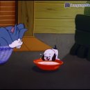 꼬마강아지 이미지