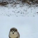 어서와 댕댕아 이미지