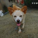 펫앤쉘터동물병원