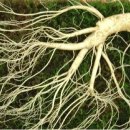 전설인삼약업사 이미지