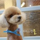 초코퍼피 애견미용실 이미지