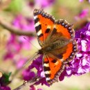 용달화물 이미지