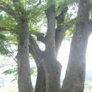 세지초등학교 이미지