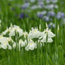 아이리스 이미지