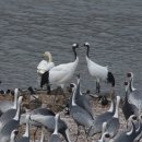 전설의 라이카 800mm f5.6 APO 2세대 망원렌즈+ 소니 300mm f2.8 알파마운트 이미지