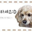 강화 신토오리 이미지