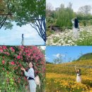 이곡4교 | 대구 5월 꽃구경 연휴 가볼만한곳 여행코스 Best 4 이팝나무 샤스타데이지 장미 금계국