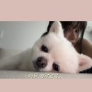 영광 순아골 펜션 | 해피 추석 2탄 나 언제 집콕해?