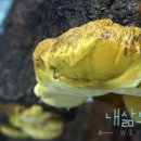 물가애관광농원