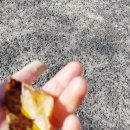 RR-318[마당바위로]-상-9 | 창녕 가볼만한 곳 / 화왕산 용이 승천하는 《관룡사 용선대 석조여래불상》