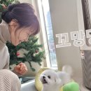 꼬망망