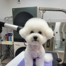 멍지펫살롱 이미지