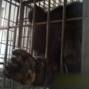 웅담농장 이미지