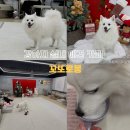 강아지랑 | 송파구 잠실 애견동반 카페 실내 반려견 놀이터 강아지랑 다녀온 꼬또로몽 후기