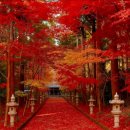 F. 타레가_Recuerdos de la Alhambra(알함브라 궁전의 추억) 이미지