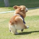 대박뒷고기 이미지